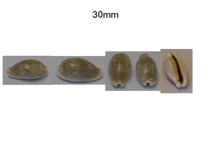 identification cypraea 9 [*] Inconn21