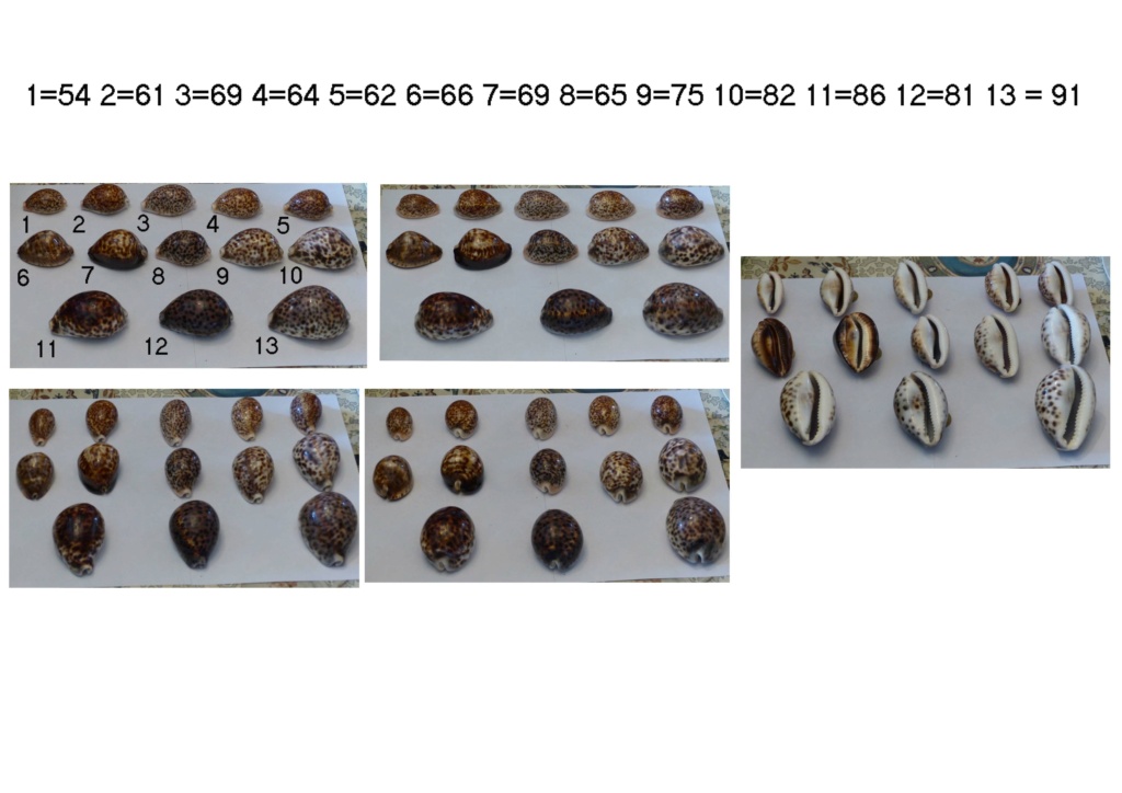 identification cypraea 11 Inconn23