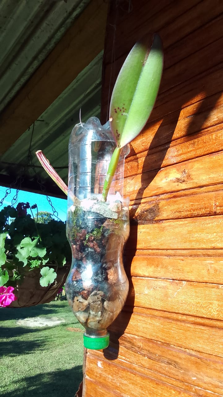Orquidea cattleya sembrada en botella de plastico Whatsa14