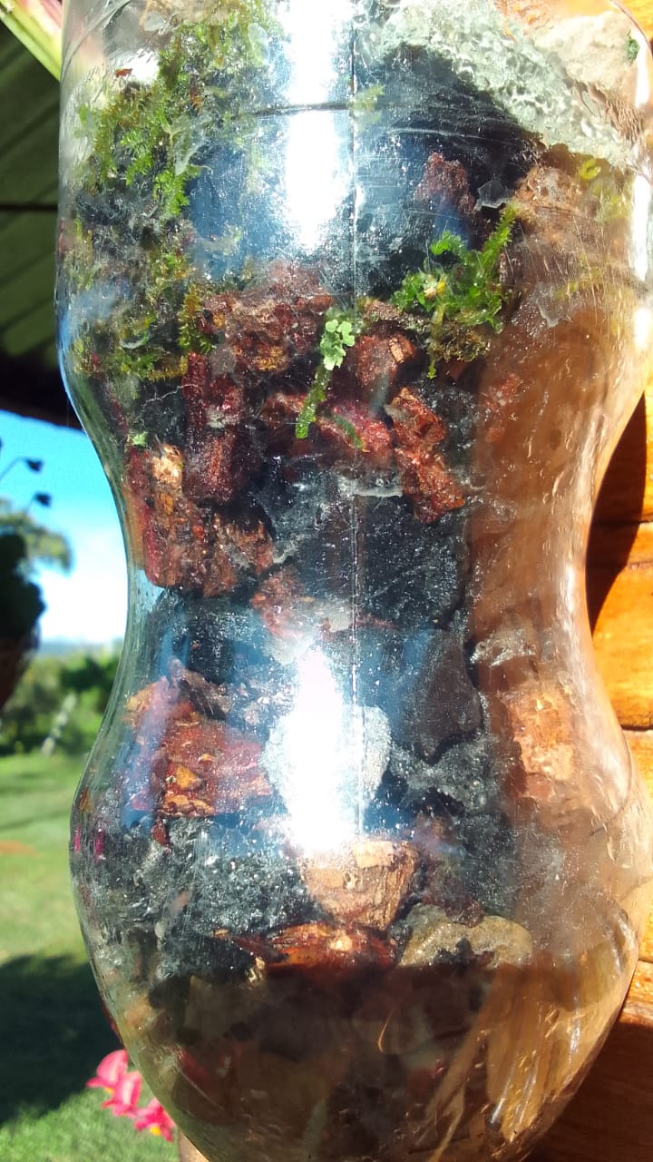 Orquidea cattleya sembrada en botella de plastico Whatsa16