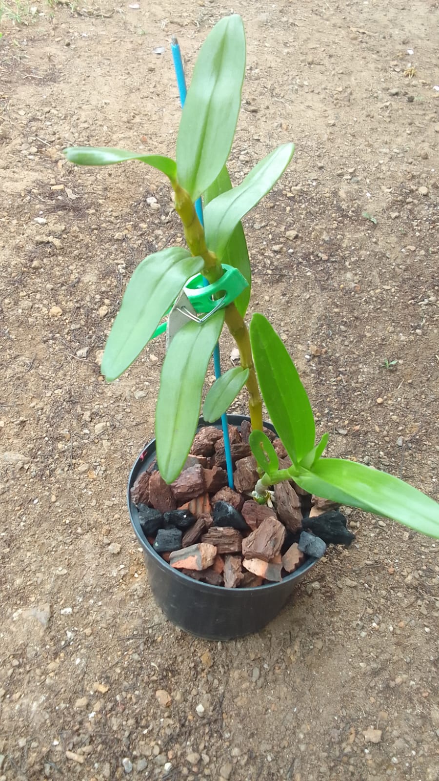 Nuestras orquideas Dendrobium: Crecimientos y Floraciones Whatsa24