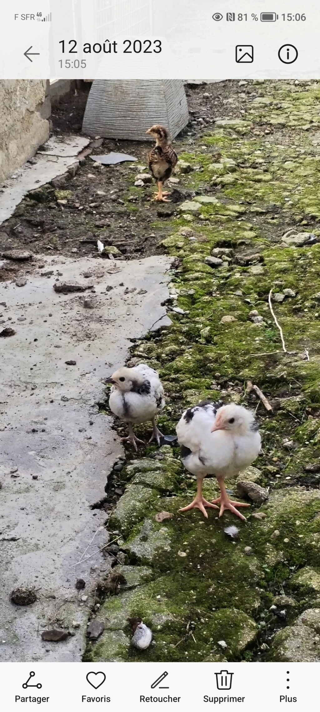 Race des poussins Screen10