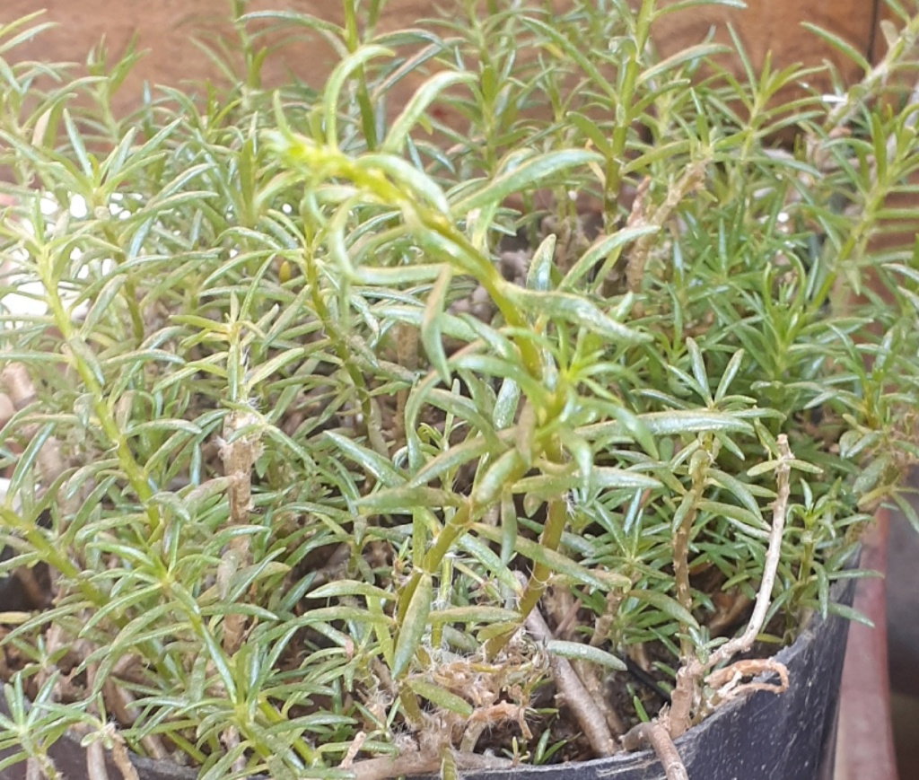 ¿Que le pasa a mi Portulaca? 20230822