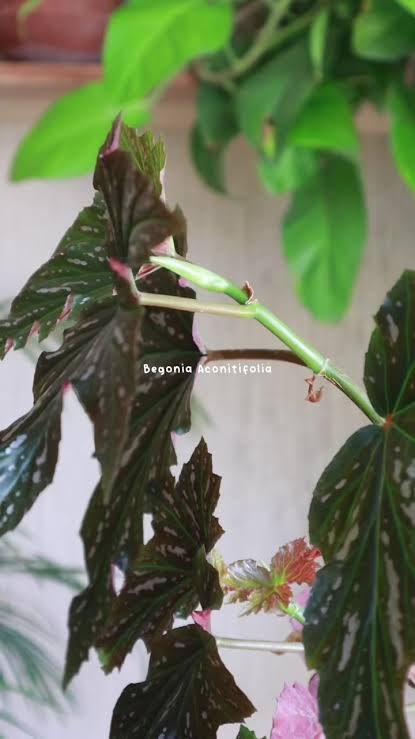 Mi Begonia Aconitifolia no me florece desde hace años Images10