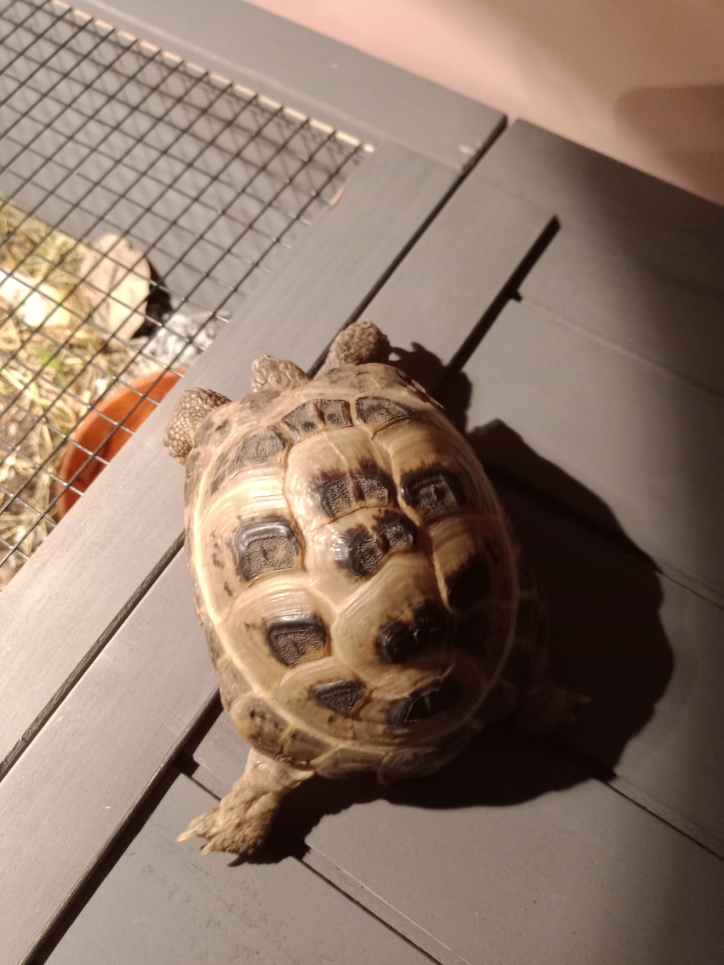 Identification de ma petite tortue  Img_2013