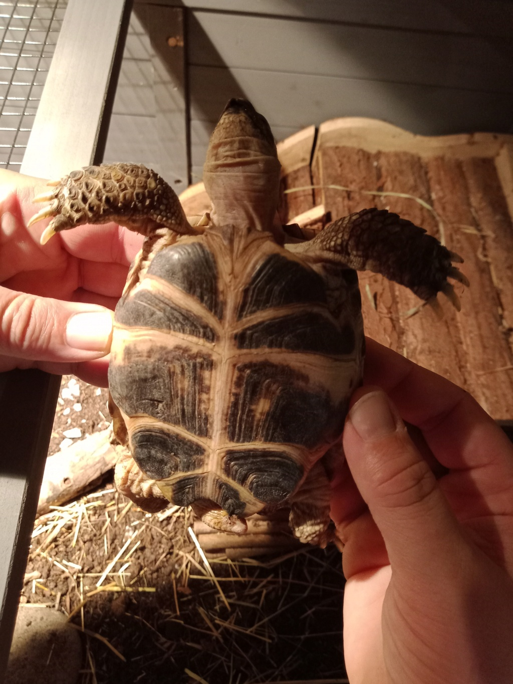 Identification de ma petite tortue  Img_2015