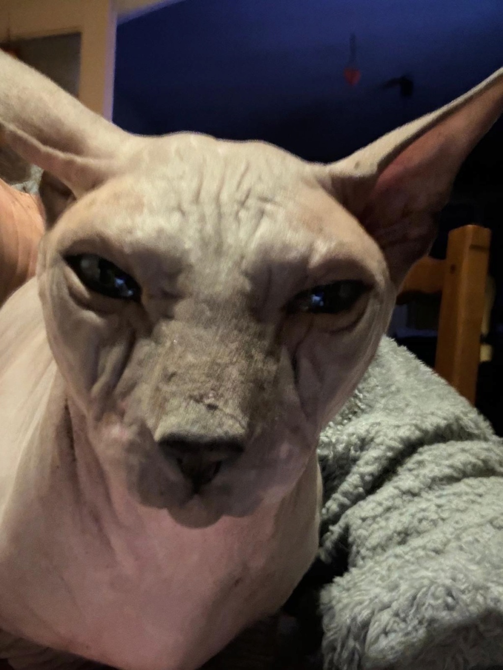 YODA - SPHYNX - ES (CZ-AG)  Img_2192