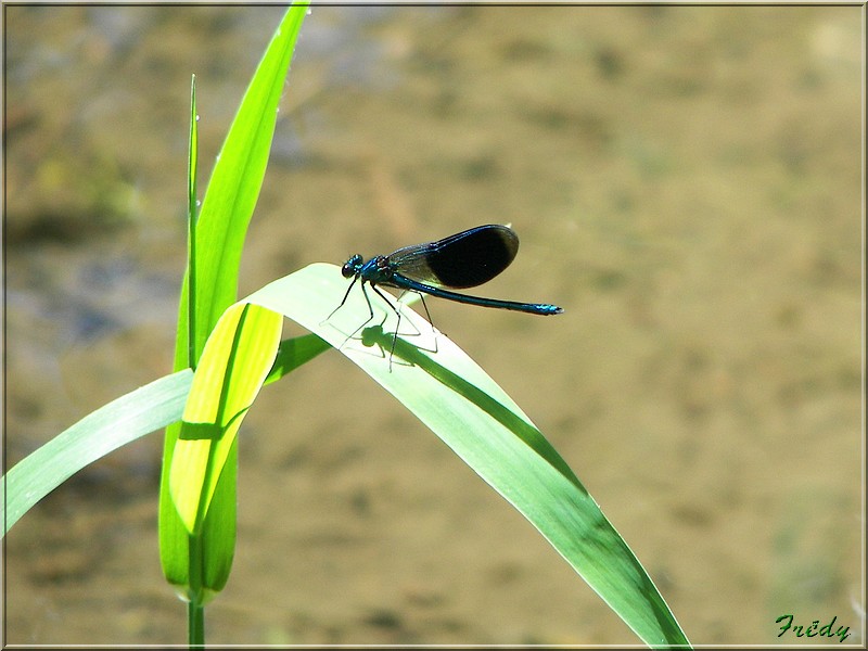 La demoiselle 20060612