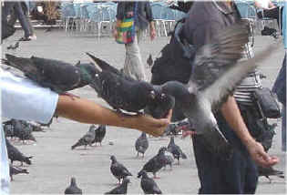 Des pigeonniers contraceptifs contre la saleté des villes Pigeon10