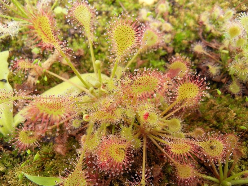 Pour finir quelques drosera Sdc17738