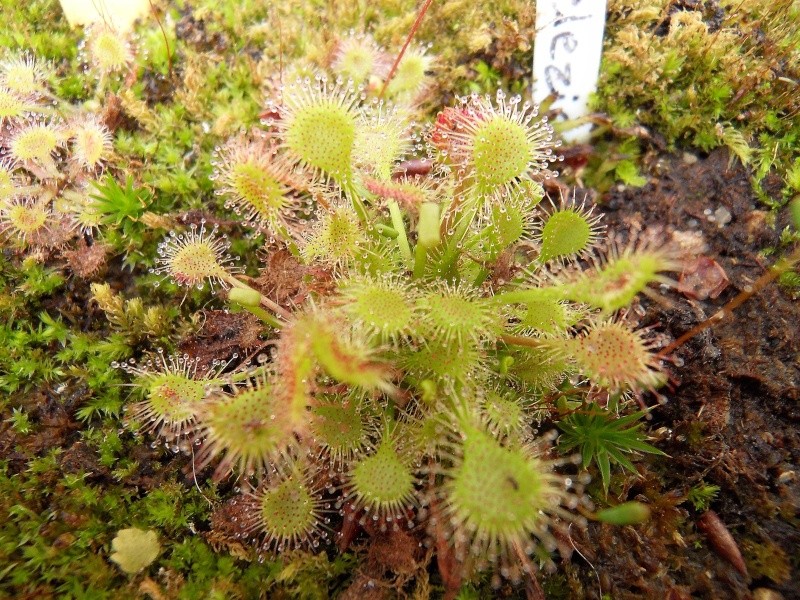 Quelques drosera Sdc17739