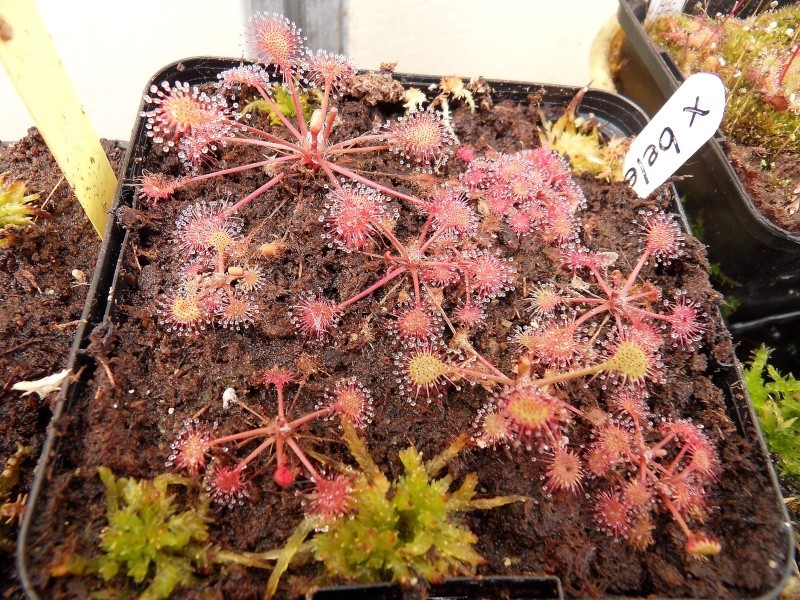 Pour finir quelques drosera Sdc17813