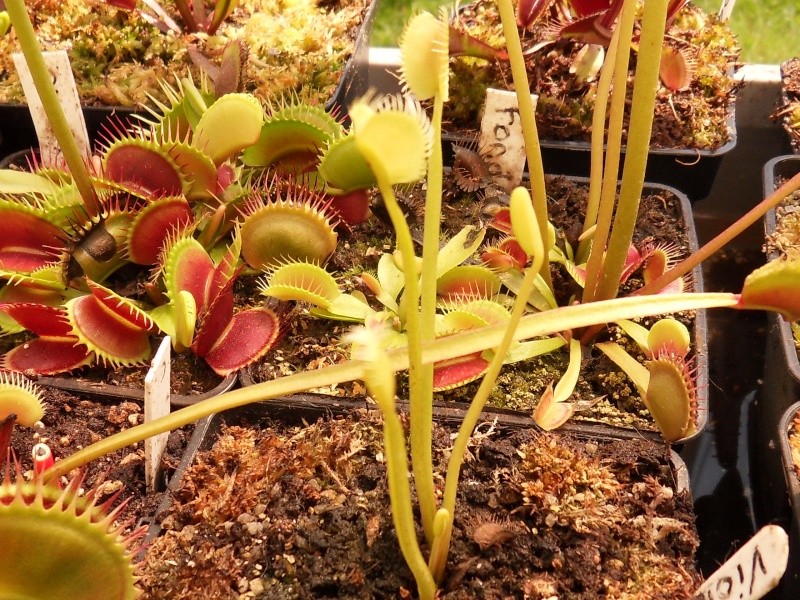Dionaea "Long Violet Teeth" Sdc17832
