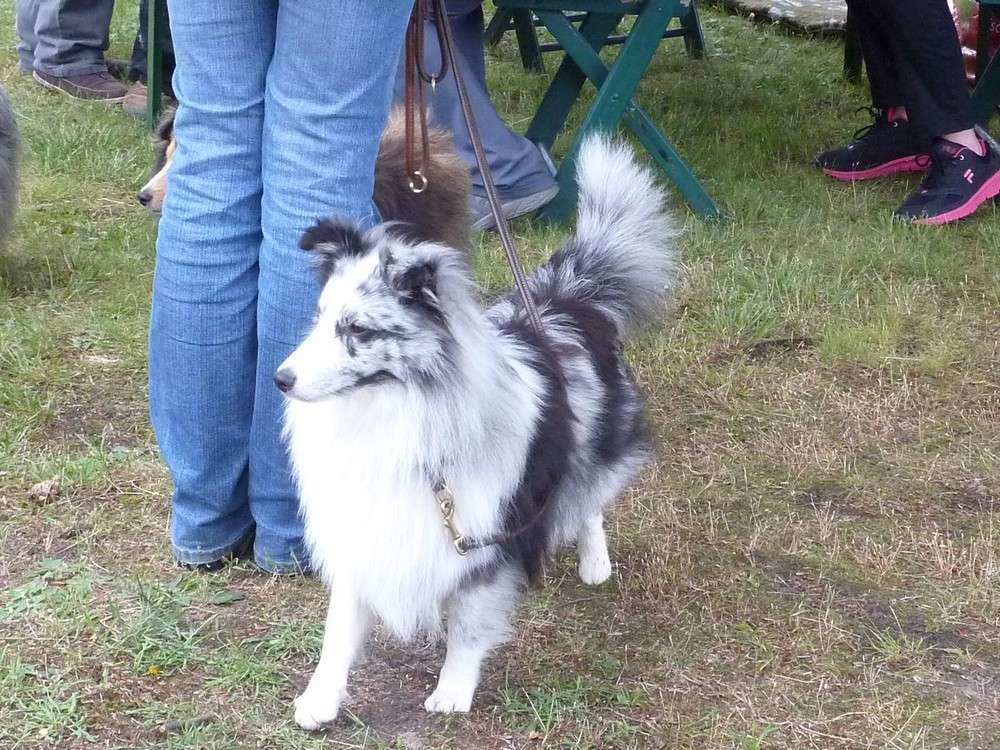 Expo organisée par le Club allemand URCI (où Milassi a son 1° pédigrée. photos) Dogsho24