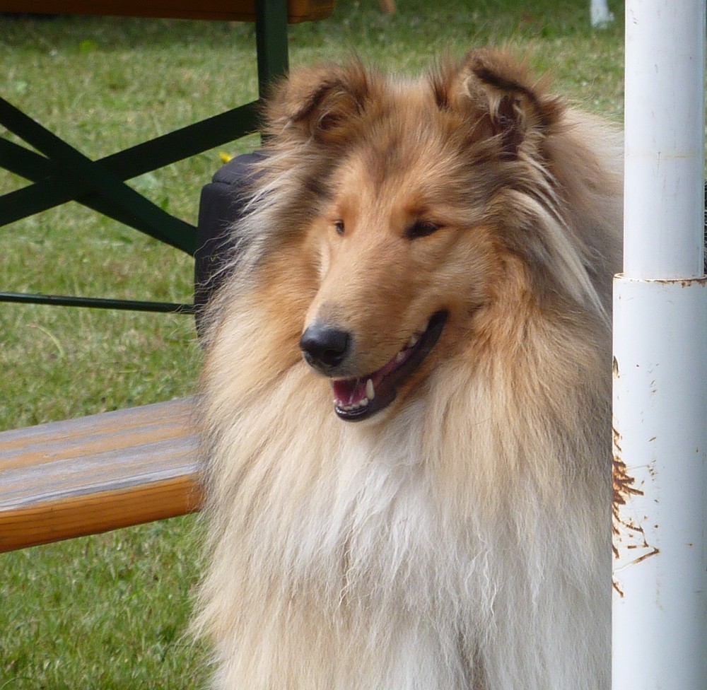 Expo organisée par le Club allemand URCI (où Milassi a son 1° pédigrée. photos) Dogsho30