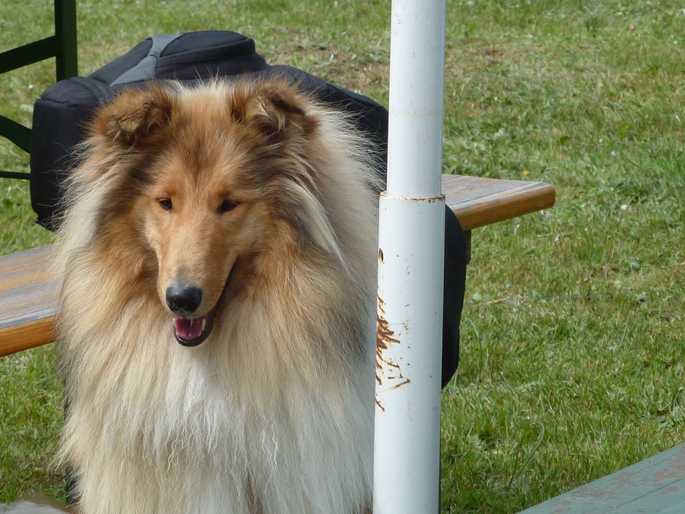 Expo organisée par le Club allemand URCI (où Milassi a son 1° pédigrée. photos) Dogsho31