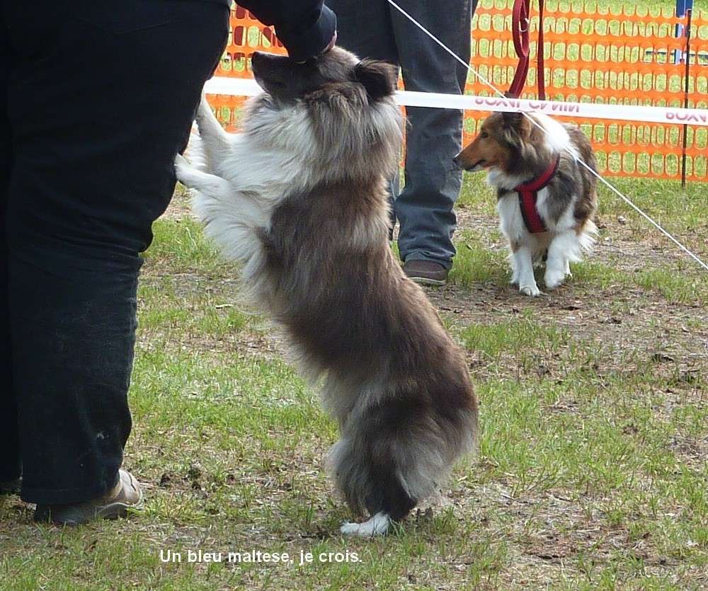 Expo organisée par le Club allemand URCI (où Milassi a son 1° pédigrée. photos) Dogsho32