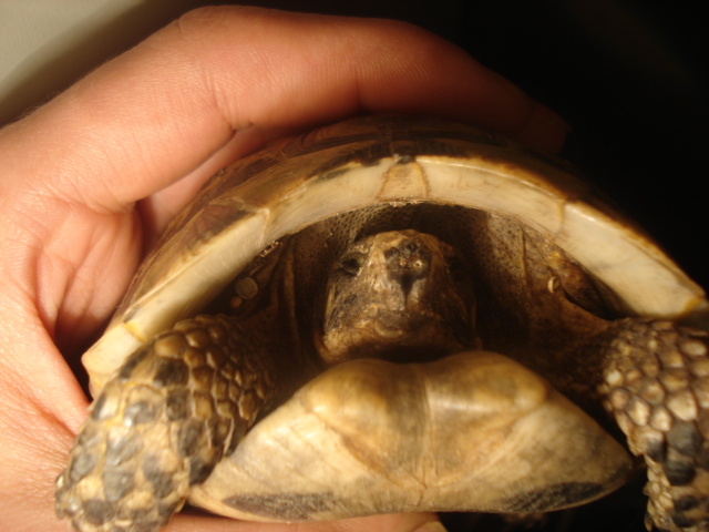 tortue d'hermann ou grecque comment les différencier Dsc02114