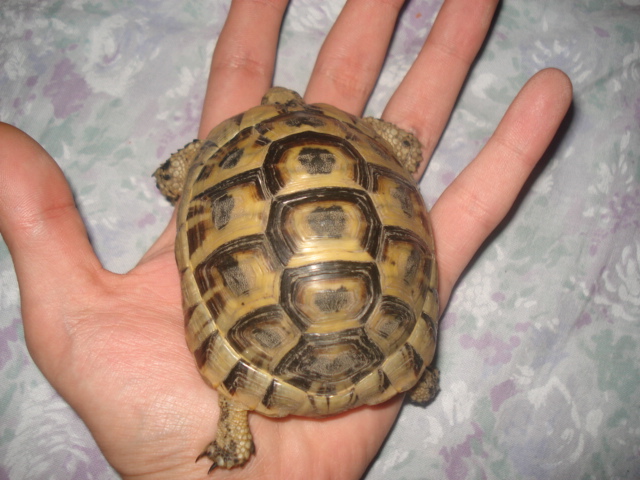 tortue d'hermann ou grecque comment les différencier Dsc02115