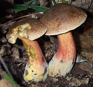 Les champignons. Bolet211