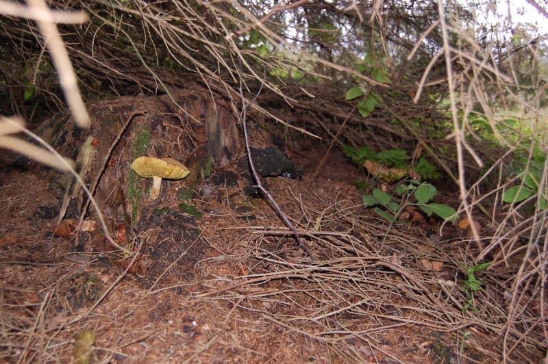 Les champignons. Dsc_0622