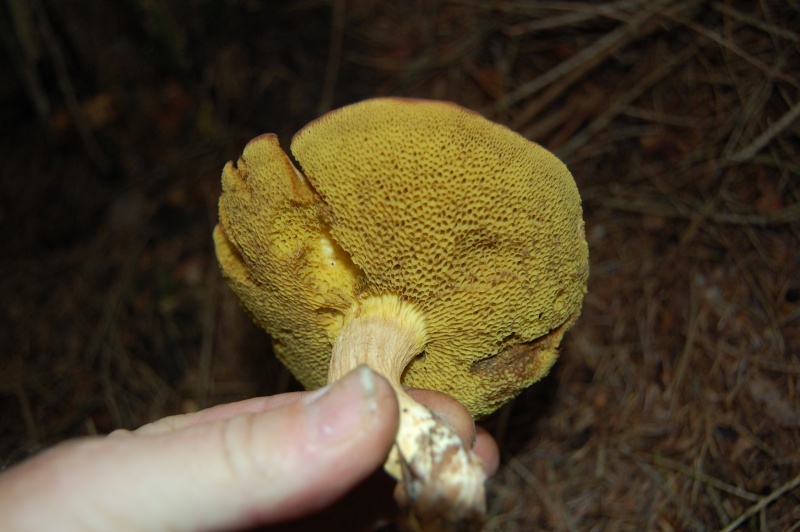 Les champignons. Dsc_0623