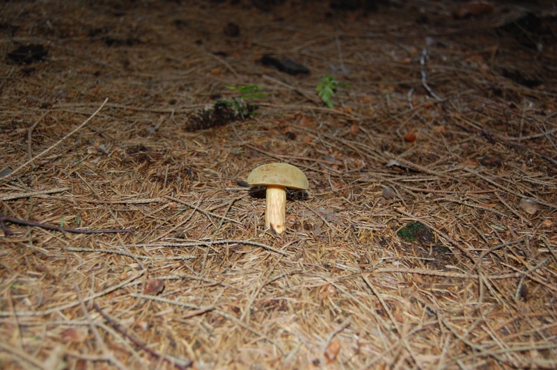 Les champignons. Dsc_0626