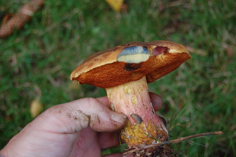 Les champignons. Dsc_0719