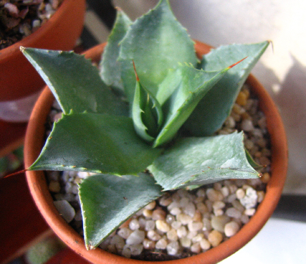 Agave potatorum Img_1110