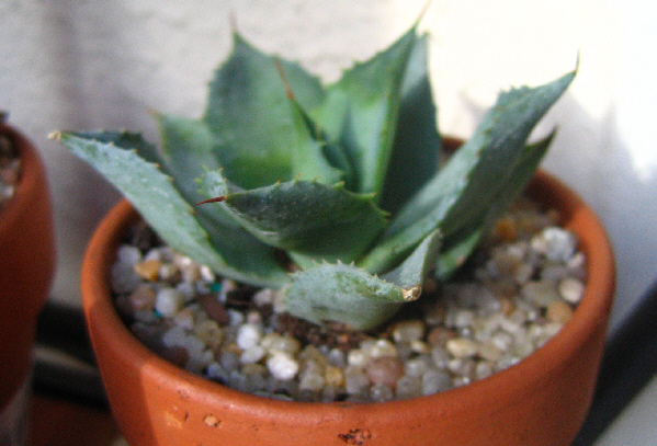 Agave potatorum Img_1111