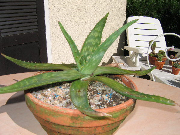 Aloe saponaria maintenant Aloe maculata Img_2310