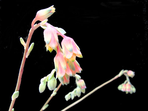 Pachyphytum hookeri en fleurs Pachyp10