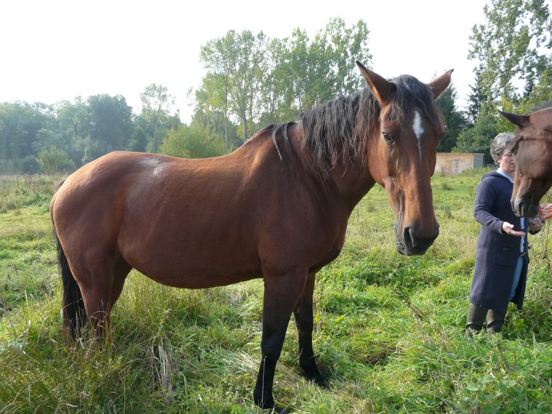 Urgence 2 chevaux reraite dep77/Adoptés par Yohann P1010410