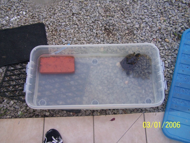 voici ma belle tortue de 7 ans - Page 3 100_3420