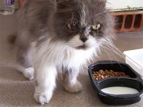 Trouve A Toulouse Chat Gris Et Blanc Type Persan Trouve A Toulouse Chat Gris Et Blanc Type Persan