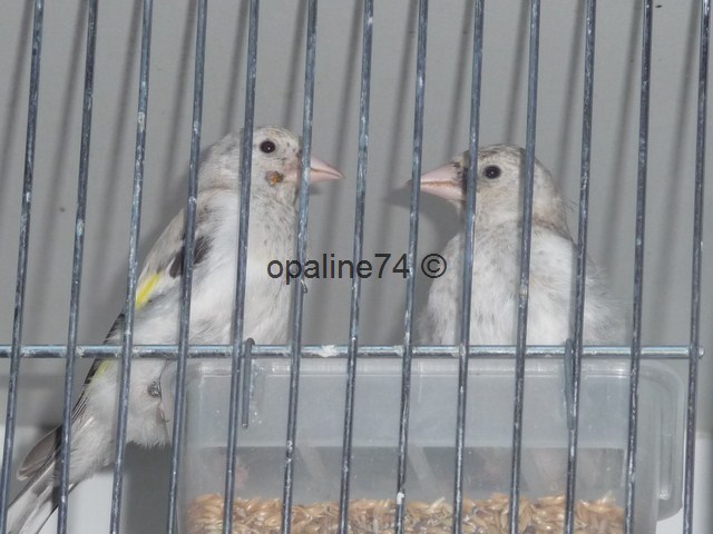quelques oiseaux de mon élevage 2012 P1030210