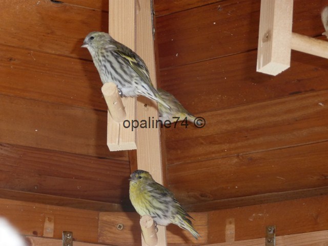 quelques oiseaux de mon élevage 2012 P1030211