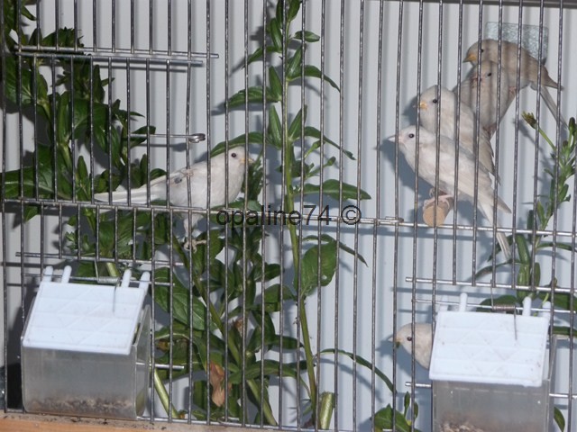 quelques oiseaux de mon élevage 2012 P1030214