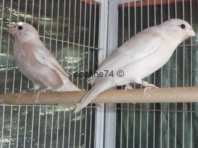 quelques oiseaux de mon élevage 2012 P1030310