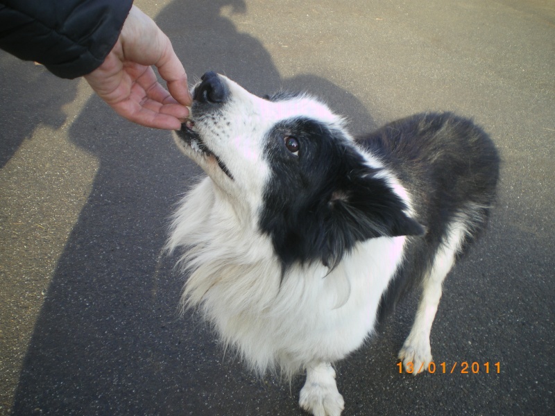 Andy, border a 3 pattes de 9 ans en sauvetage Photo_13