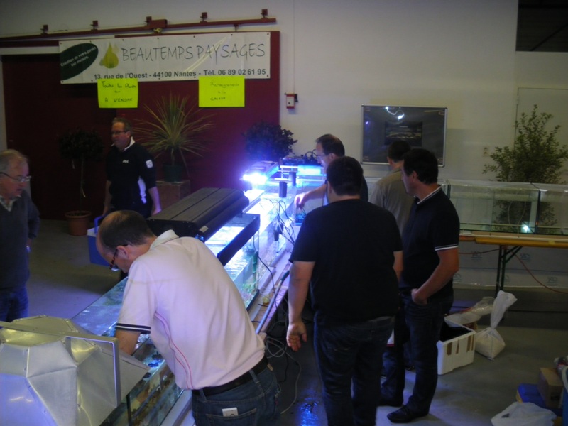 Bourse aquariophile Nantaise le 21 octobre 2012 - Page 2 Imgp0611