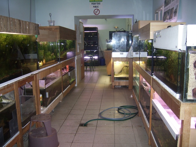 aquarium - club des amis de l'aquarium et aqua-terrarium de varennes sur seine (77) Ssa43916