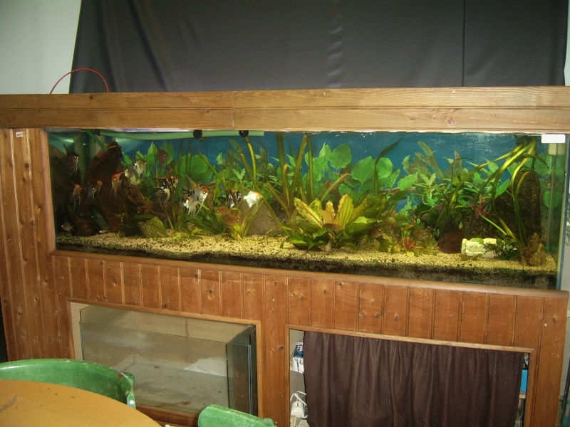 aquarium - club des amis de l'aquarium et aqua-terrarium de varennes sur seine (77) Ssa43928