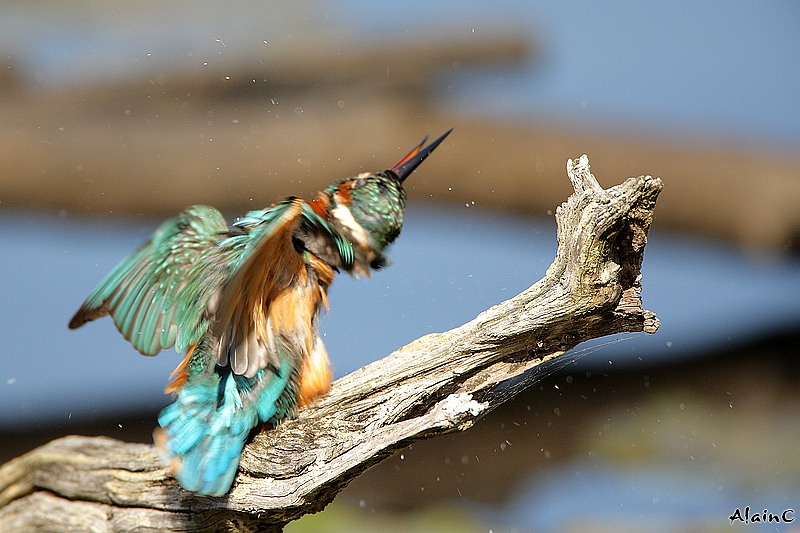 Les Oiseaux en libert 3 Teich312