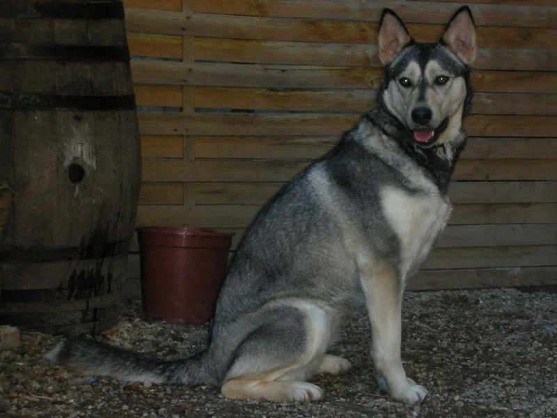 RAIA - husky femelle 17 mois (01) Rscn1910