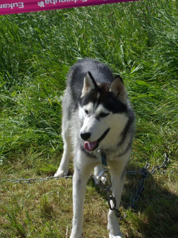 BROC - husky male de 13 mois lof Judor310