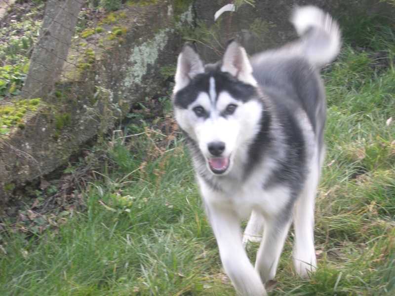 BROC - husky male de 13 mois lof Photo_10