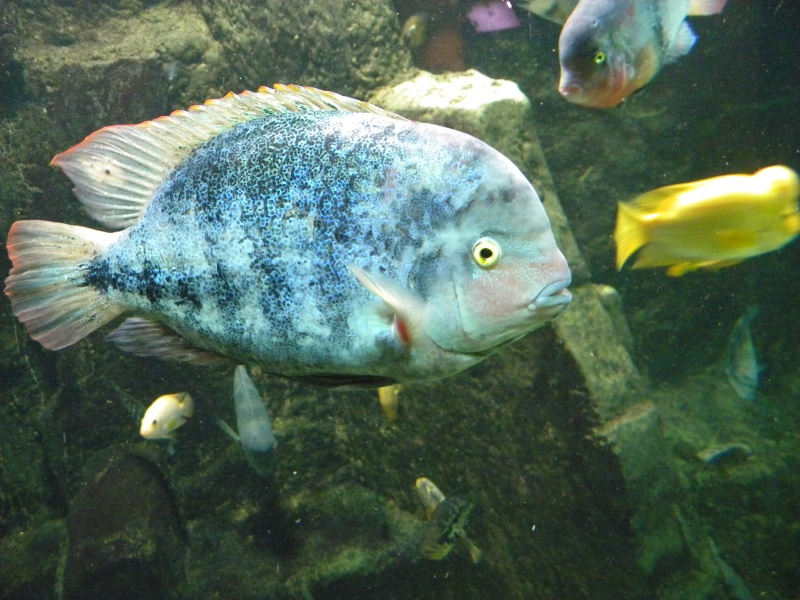 l'aquarium des tropiques à Allex Dscn4328