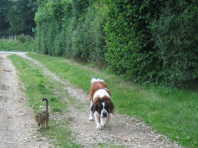 TAGA LE CHARPLA ET NYCKSON LE ST BERNARD 110