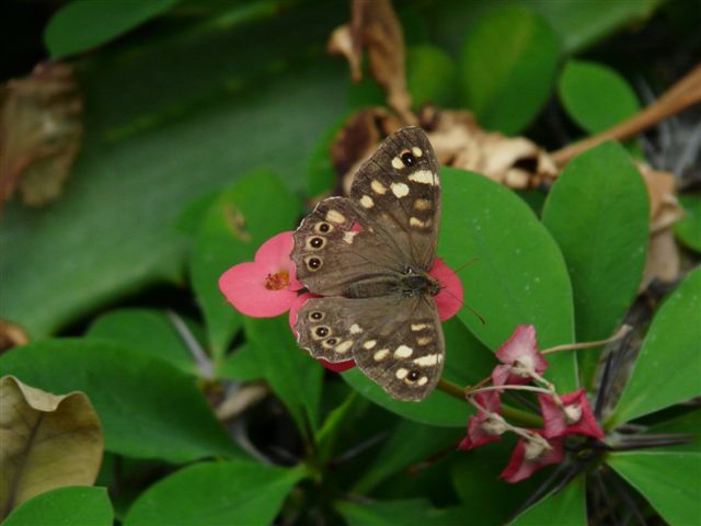 Papillon dans les serres chaude du Jardin Bota. 250_du13